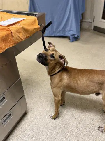 Odie - Pit Bull Terrier