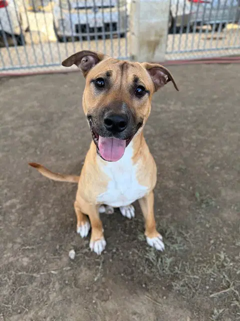 Odie - Pit Bull Terrier