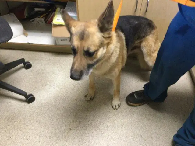 Jose - German Shepherd Dog