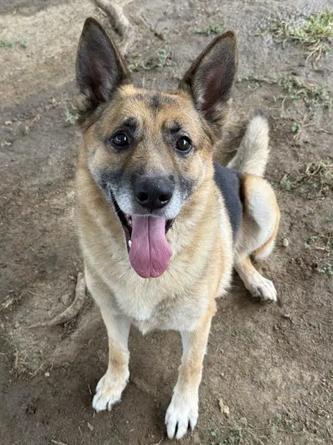 Jose - German Shepherd Dog