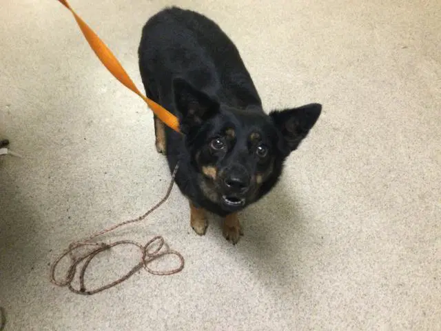 Peaches - Australian Kelpie