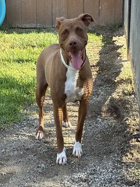 Sweetie - Pit Bull Terrier