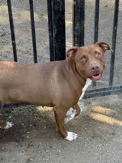 Sweetie, Pit Bull Terrier (medium coat)