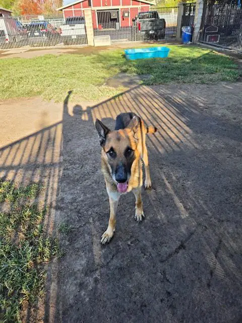 Kylo - German Shepherd Dog