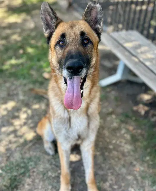 Max - German Shepherd Dog