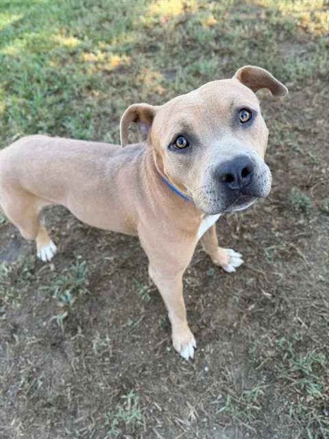Milo