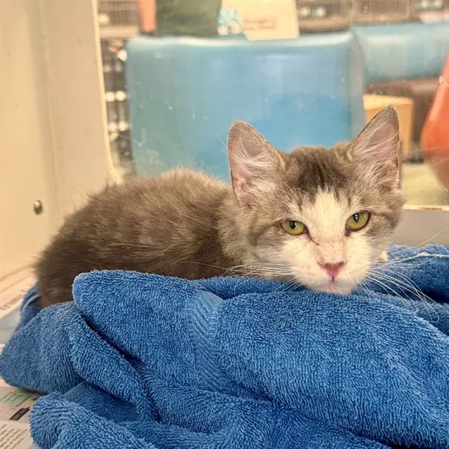 Lil Boy - Domestic Short Hair