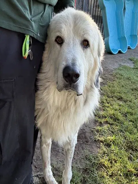 Bruce - Great Pyrenees