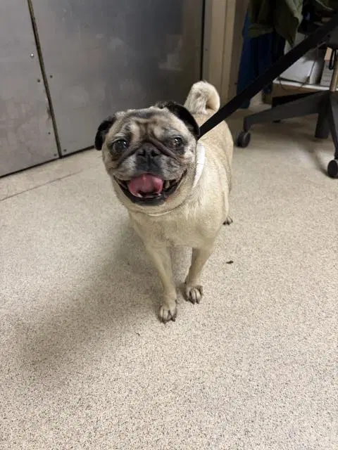Pugbug image 1