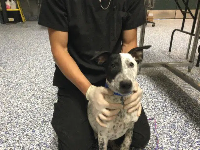 Sharky - Australian Cattle Dog/Blue Heeler