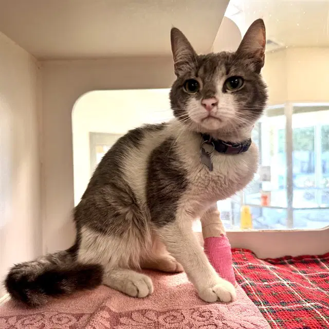 Gizmo - Domestic Short Hair