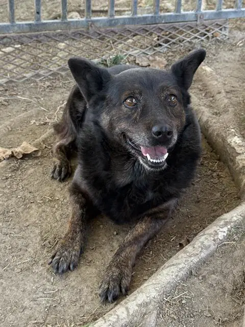 Lady - Australian Cattle Dog/Blue Heeler