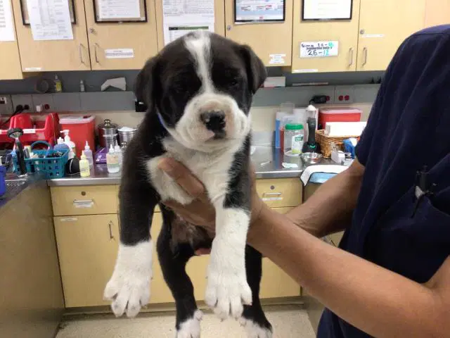 Unknown - Pit Bull Terrier