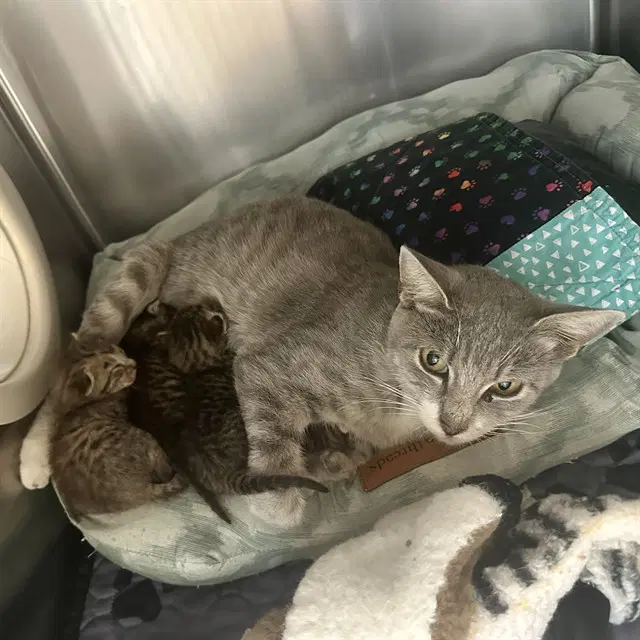 Martha - Domestic Short Hair