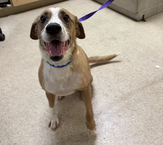 Jed - Beagle