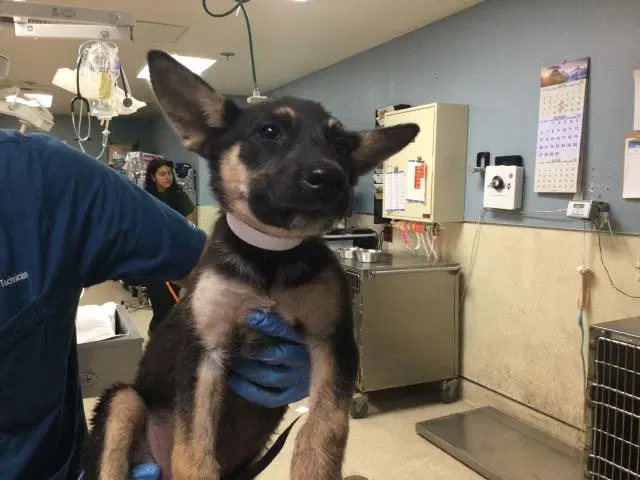 Takis - German Shepherd Dog