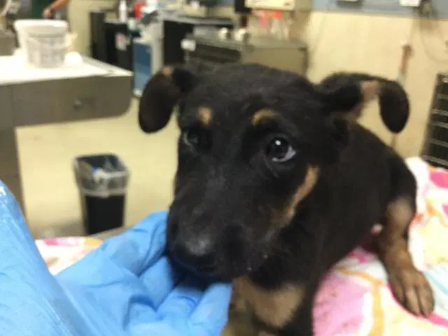 Pringles - German Shepherd Dog