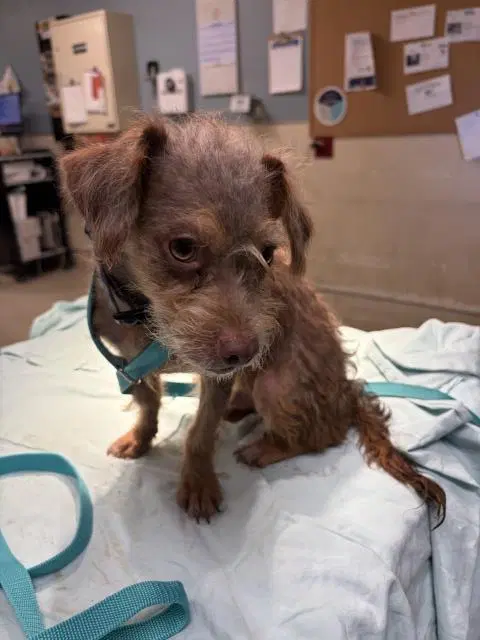 Gizmo image 1