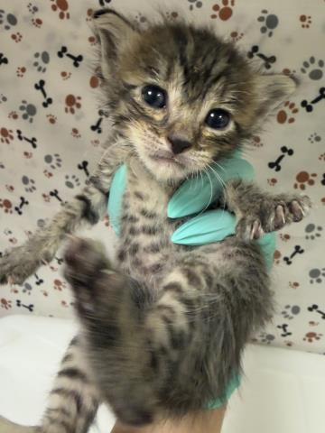 Pip