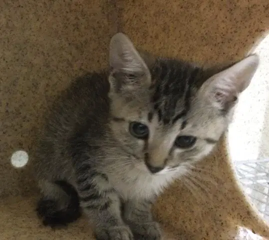 Dil Pickles - Domestic Short Hair