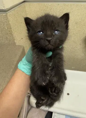 Beetle - Domestic Short Hair