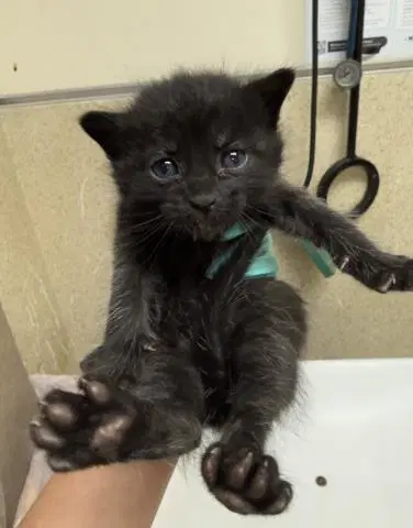 Spidey - Domestic Short Hair