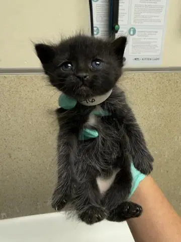 Firefly - Domestic Short Hair