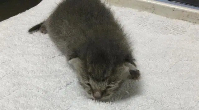 Mr Tiny - Domestic Short Hair