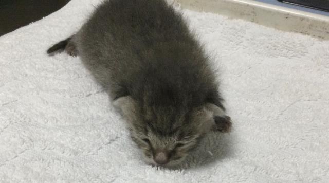 Mr Tiny