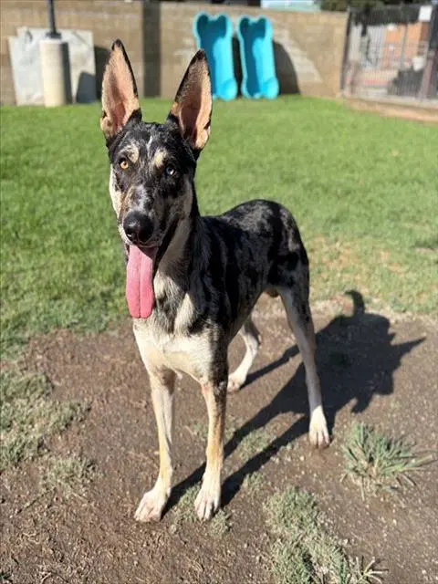 Fella - Australian Cattle Dog/Blue Heeler