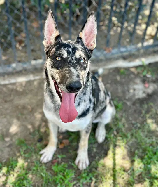 Fella - Australian Cattle Dog/Blue Heeler