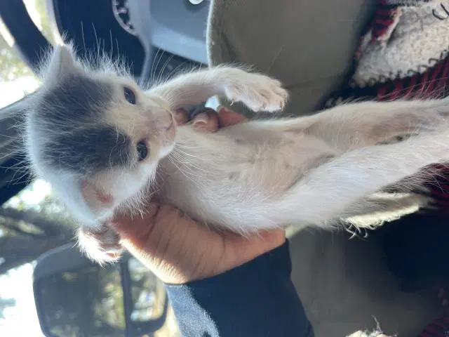 Unknown - Domestic Short Hair