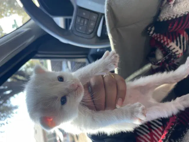 Unknown - Domestic Short Hair