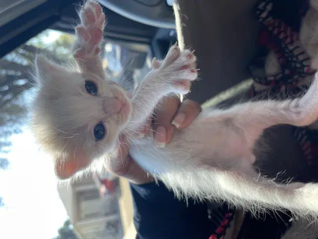 Unknown - Domestic Short Hair