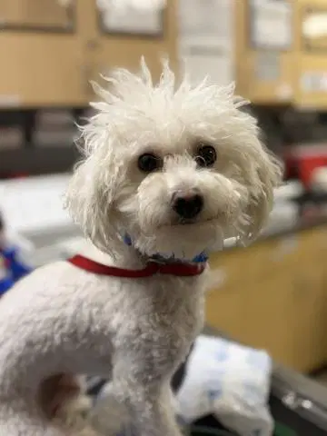 Howy - Poodle (Miniature)