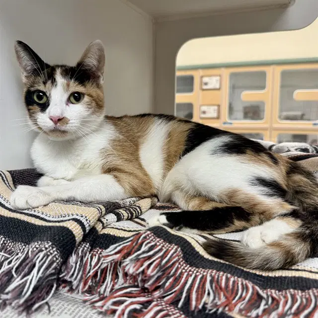Cali - Domestic Short Hair