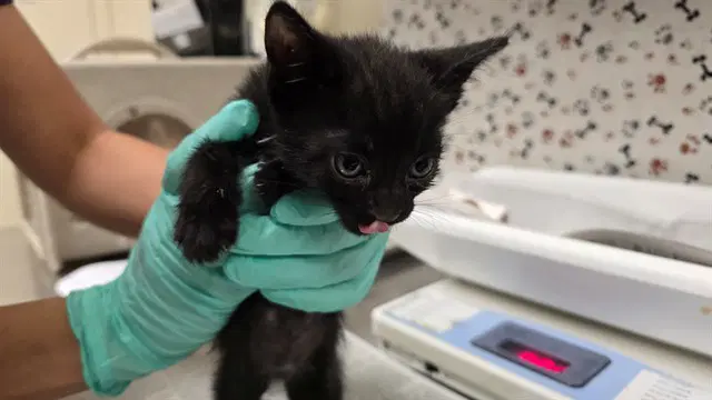 Cake - Domestic Short Hair