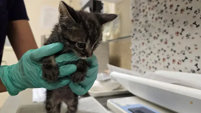 Incubus - Domestic Short Hair
