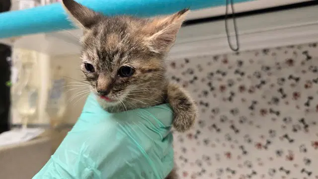 Nirvana - Domestic Short Hair
