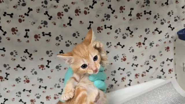 Korn - Domestic Short Hair