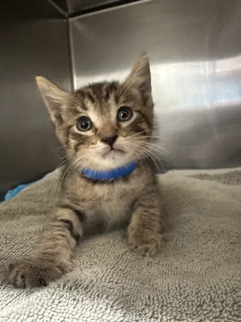 Adrian - Domestic Short Hair