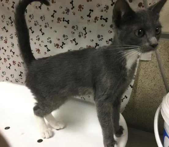 Butter - Domestic Short Hair