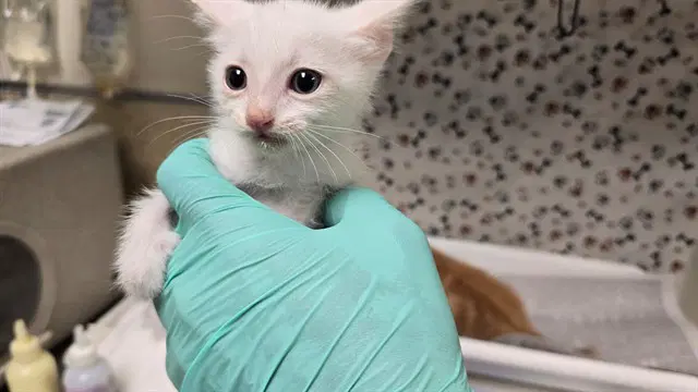 Radiohead - Domestic Short Hair