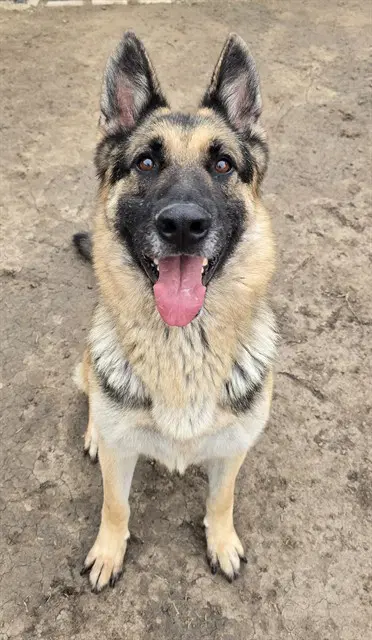 Migo - German Shepherd Dog