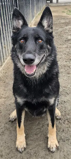 Chico - German Shepherd Dog