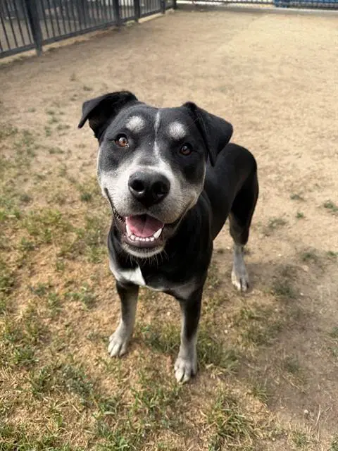 Socks - Pit Bull Terrier
