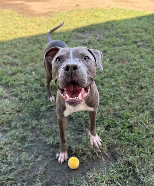 Storm - Pit Bull Terrier