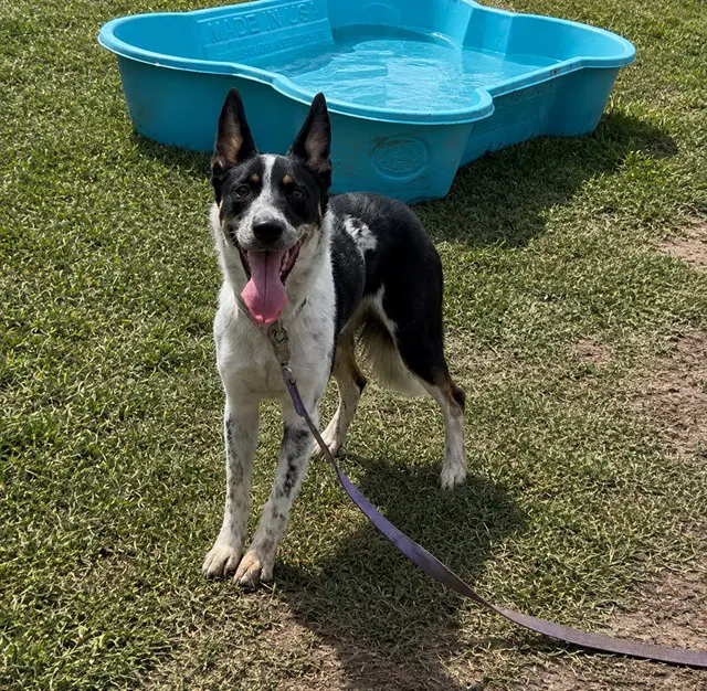 Sadie image 1