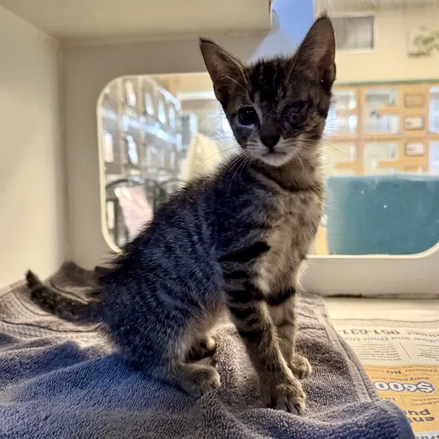 Joe - Domestic Short Hair