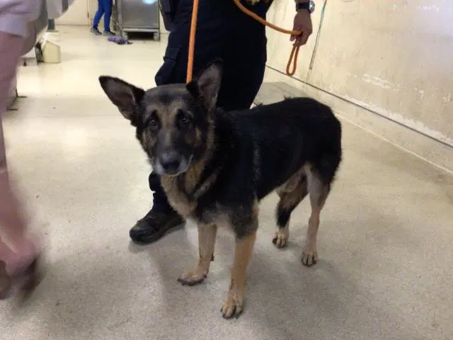 Captain - German Shepherd Dog